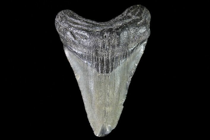 Juvenile Megalodon Tooth - Georgia #75332
